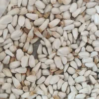 گلرنگ. ارزن. گندم. جو.  نخود|عمدهفروشی|رحمتآباد, |دیوار