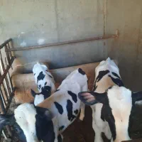 کارگر دامدار ی