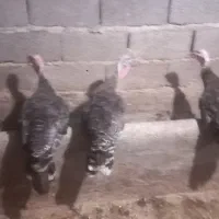 فروش بوقلمون