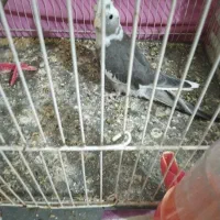 جوجه عروس هلندی