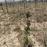 زمین باغی ۱۰۰۰ متر