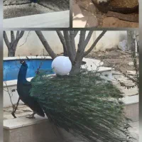 فوری یک جفت طاووس با ۴ جوجه ب دلیل کمبود جا