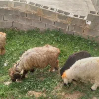 دوتامیش با بره