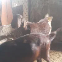 تعداد بز وبزغاله وبزنر کامورایی