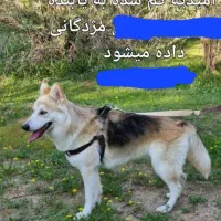 سگ هاسکی گمشده