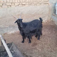 بز ترکی آبستن|حیوانات مزرعه|مرودشت, مجد آباد|دیوار