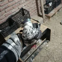 کبوتر|حیوانات|نقده, |دیوار