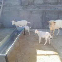 بز سانن