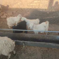 بره بز گوسفند چپش بزغاله میش شیشک گاو گوساله|حیوانات مزرعه|اصفهان, شهرستان|دیوار