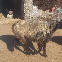 شیشک میش بز کهره دار