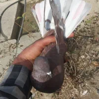 دوعد کبوتر|پرنده|ارومیه, |دیوار