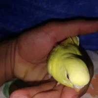 معاوضه مرغ عشق با فنچ