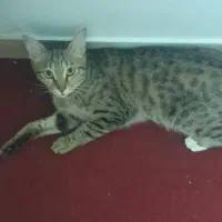 واگذاری گربه رایگان