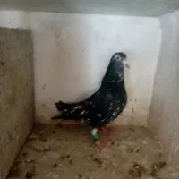 کبوتر|پرنده|تربتحیدریه, سرمحله|دیوار