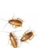 سمپاشی حشرات سم پاشی ساس سوسک تضمینی|خدمات نظافت|قم, انسجام|دیوار