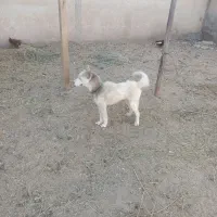 سگ گرگی|سگ|قم, شاد قلی|دیوار