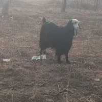 دوعددبزغاله نر