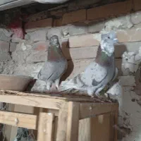 کفتر|پرنده|جوادآباد, |دیوار