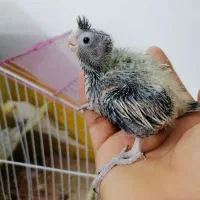 جوجه عروس هلندی