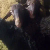 گوچ قره قزل|حیوانات مزرعه|ایجرود, |دیوار