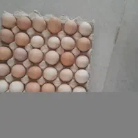 تخم مرغ