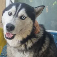 سگ هاسکی گم شده