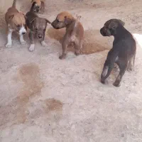 سگ فروش