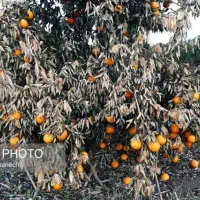 چوب خشک درخت پرتقال مناسب زغال