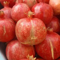 نهال انار انجیر توت کود مرغی|خدمات باغبانی و درختکاری|هشتگرد, هیو|دیوار