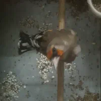 سهره دورگ معاوضه با قناری رسمی بلند سوپری نر|پرنده|تهران, سلیمانی|دیوار