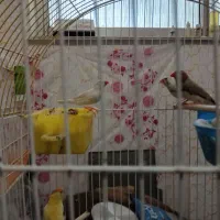 فنج جفت،فنج.اورنج،گلدین|پرنده|آستانه اشرفیه, |دیوار