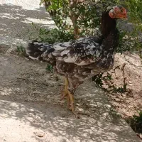 مرغ لاری