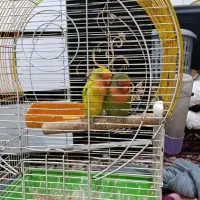 کوتوله برزیلی .عروس هلندی