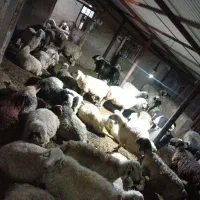 میش ترکی بختیاری|حیوانات مزرعه|چیتاب, |دیوار