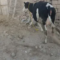 گاو خوب آبستن|حیوانات مزرعه|فیروزآباد (آذربایجان), |دیوار