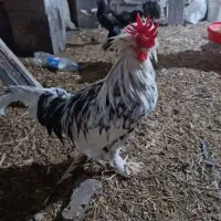 جوجه