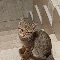واگذاری رایگان بچه گربه