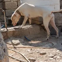 واگذاری داگو 13ماهه