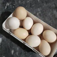 تخم مرغ محلی