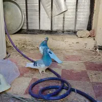 کبوتر یال سبز|پرنده|شیراز, شهرک بهشتی|دیوار
