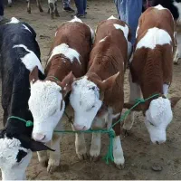 گوساله لاغر پرواری