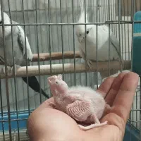 عروس هلندی مولد|پرنده|کهریزک, |دیوار