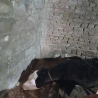 گوساله نر