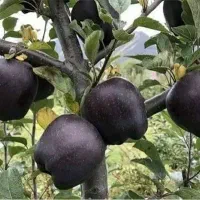 فروش ویژه انواع نهال میوه|خدمات باغبانی و درختکاری|ساری, |دیوار