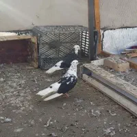 کفتر پرشی شهریار|پرنده|شهریار, شهریار|دیوار