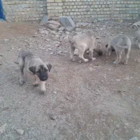 توله سراب اصیل|سگ|بروجرد, |دیوار