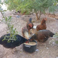 فروش ۲۵عدد مرغ و خروس ۷ماهه جوان و سالم و ۸عدد غاز|پرنده|ایلام, |دیوار