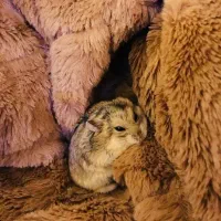 همستر کمپل|موش و خرگوش|کرج, فاز ۳ گوهردشت|دیوار