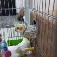 یک جفت عروس هلندی مولد و یک جوجه و ۴ تخم