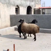 میش سیمینتال